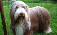 古代长须牧羊犬的起源和历史