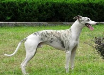 惠比特犬如何训练 惠比特犬如何训练