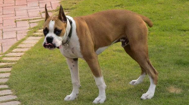 德国拳师犬的体重大约是多少