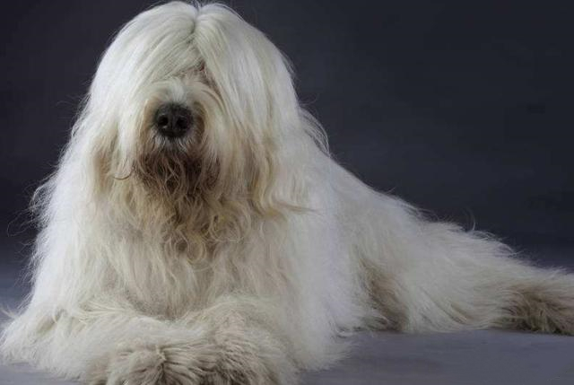 俄罗斯南部牧羊犬怎么挑?关键要看这几点 俄罗斯南部牧羊犬怎么挑?关键要看这几点
