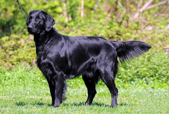 平毛寻回犬的用途是什么 平毛寻回犬的用途是什么
