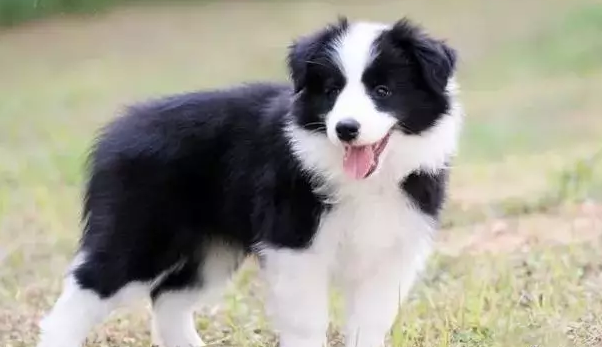 牧牛犬有哪些品种