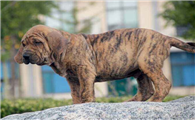 巴西菲勒犬是哪国的