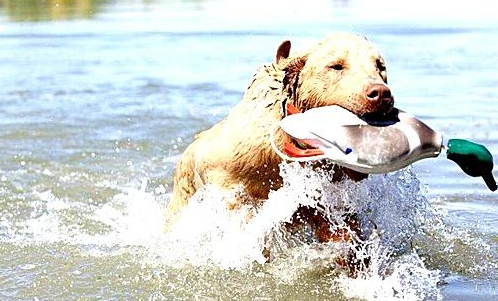 乞沙比克猎犬的起源和历史 乞沙比克猎犬的起源和历史