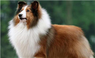 喜乐蒂牧羊犬需要训练什么