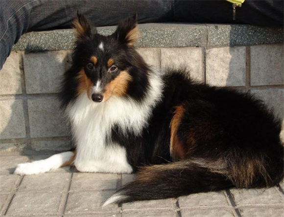 怎么判断喜乐蒂牧羊犬得了什么病
