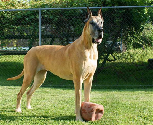 大丹犬的体重是多少