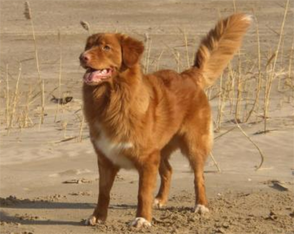 斯科舍诱鸭寻回犬起源和介绍
