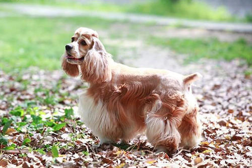 美國可卡犬是哪國的