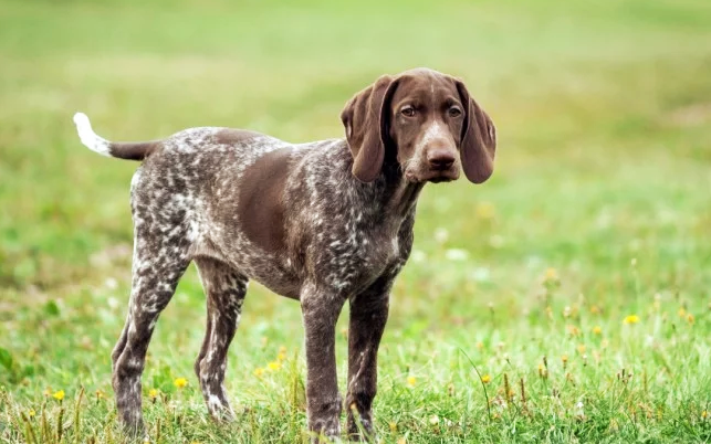 德国长毛指示犬训练技巧有哪些