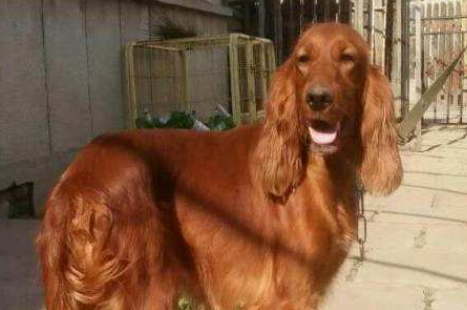 哥顿雪达犬的原产地在哪里 哥顿雪达犬的原产地在哪里