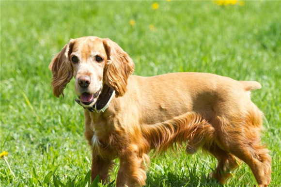 英国可卡犬需要训练什么