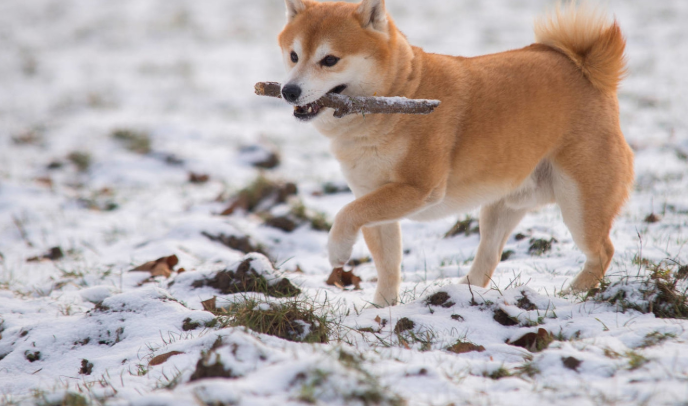 秋田犬多大产仔