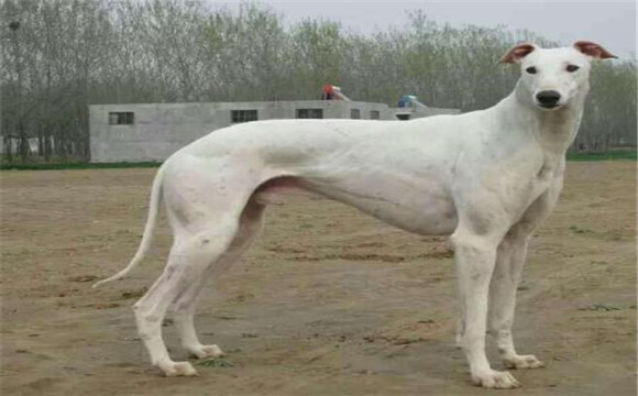 灵缇犬的体高是多少