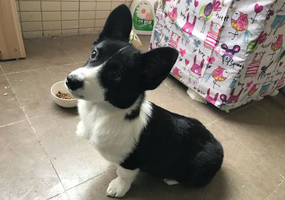 黑白柯基犬图片大全是什么品种