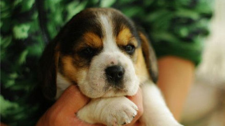 比格猎犬多大