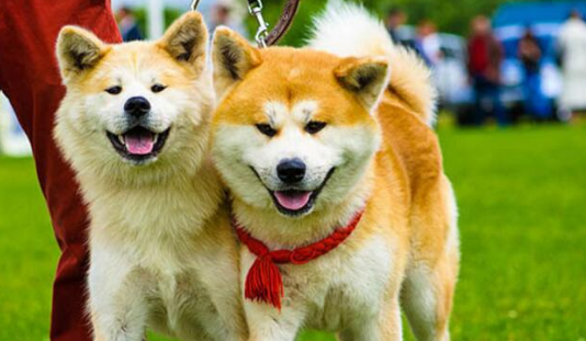 秋田犬该怎么喂养 秋田犬该怎么喂养