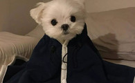 怎么判断马尔济斯犬得了什么病
