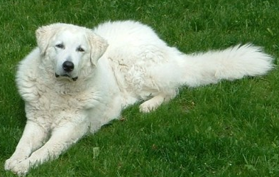 库瓦斯犬多大产仔 库瓦斯犬多大产仔