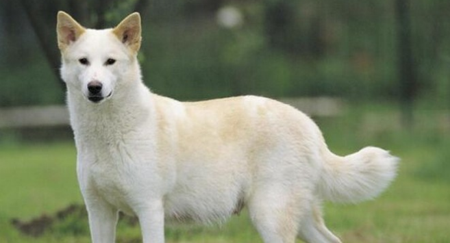 卡南犬的起源和历史