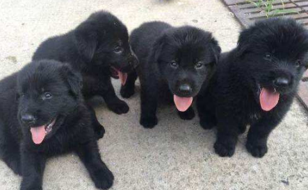 平毛寻回犬吃多了吐了怎么办 平毛寻回犬吃多了吐了怎么办