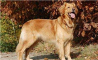 霍夫瓦尔特犬该怎么喂养