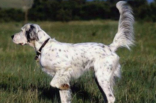 赛特犬生活习惯