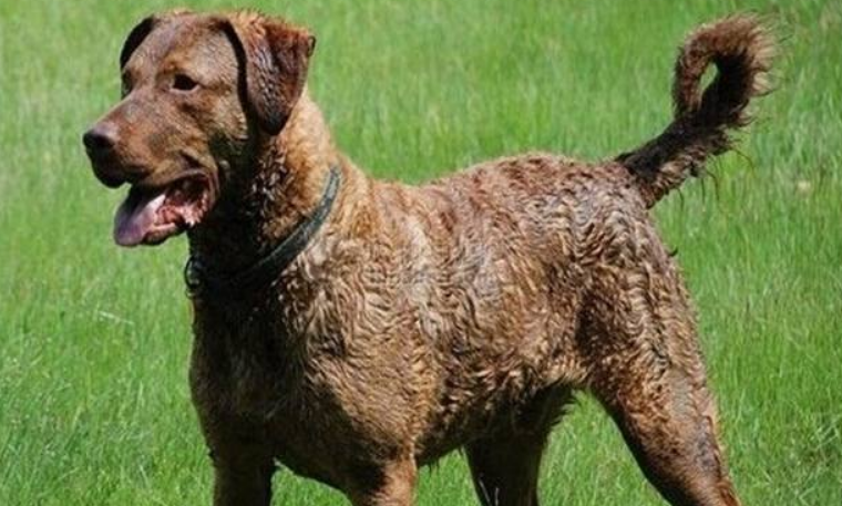 乞沙比克猎犬吃多了拉稀怎么办 乞沙比克猎犬吃多了拉稀怎么办