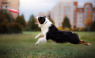 澳大利亚牧羊犬多大产仔