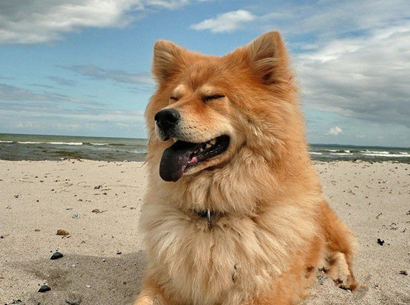欧亚大陆犬什么颜色好 欧亚大陆犬什么颜色好