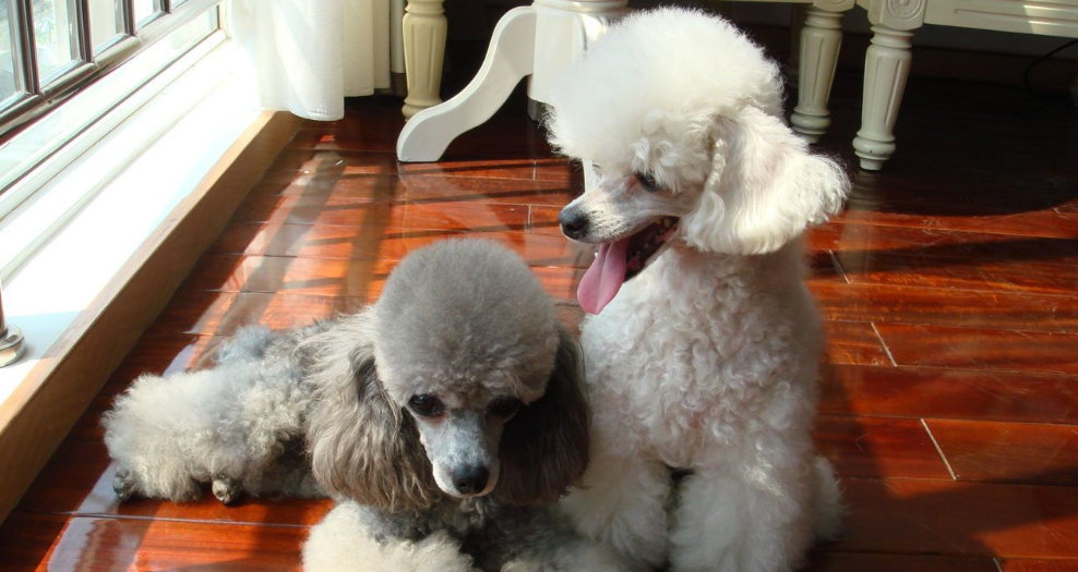 贵宾犬的饲养要点有哪些