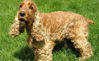 英国可卡犬的体高是多少