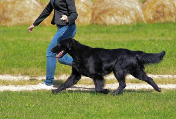 平毛尋回犬有攻擊性嗎