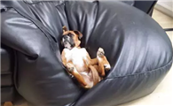 拳师犬的体高是多少