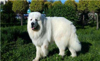 大白熊犬多少钱一只