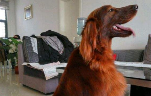 爱尔兰雪达犬的寿命一般是多久