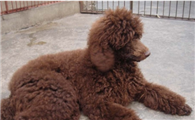 爱尔兰雪达犬掉毛吗