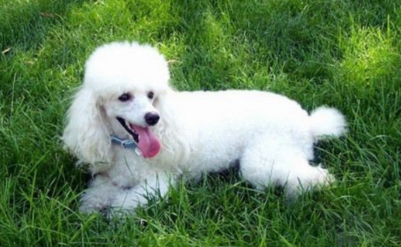 贵宾犬喜欢什么 贵宾犬喜欢什么