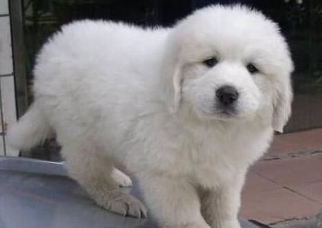 大白熊犬需要训练什么 大白熊犬需要训练什么