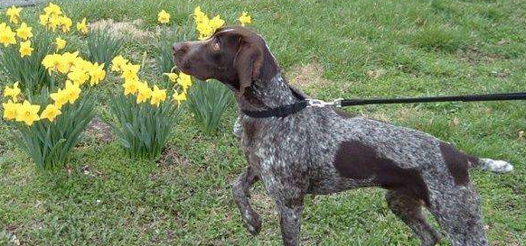 德国长毛指示犬的体高是多少