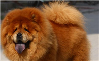 松狮犬生活习惯