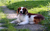 养威尔斯激飞猎犬注意事项