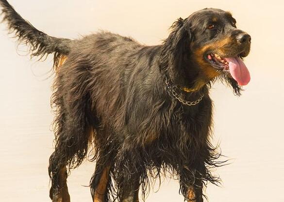 戈登雪达犬喜欢什么