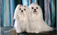 马尔济斯犬的毛色有几种