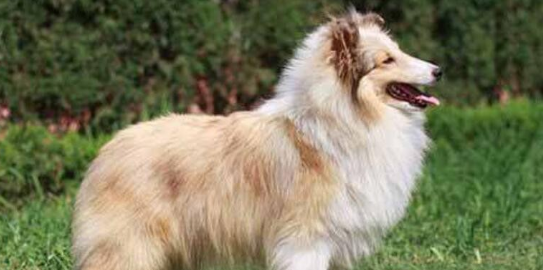 养喜乐蒂牧羊犬注意事项