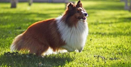 喜乐蒂牧羊犬的寿命一般是多久 喜乐蒂牧羊犬的寿命一般是多久