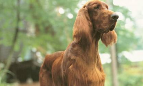 赛特犬喜欢什么 赛特犬喜欢什么