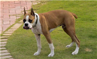 拳师犬的起源和历史