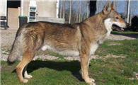 捷克狼犬什么时候产仔