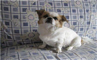 北京犬的饲养要点有哪些
